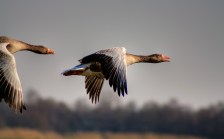 grauwe ganzen naardermeer