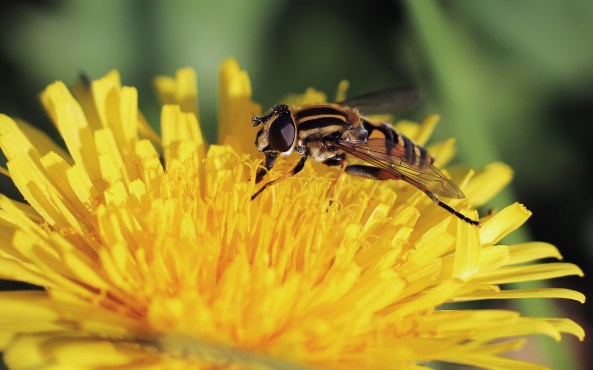 Pendelzweefvlieg (Helophilus pendulus)