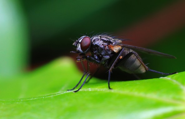 Dambordvlieg (Sarcophaga carnaria)
