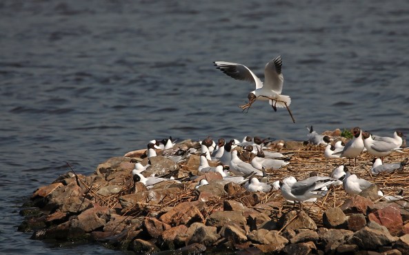 kokmeeuwkolonie Starrevaart