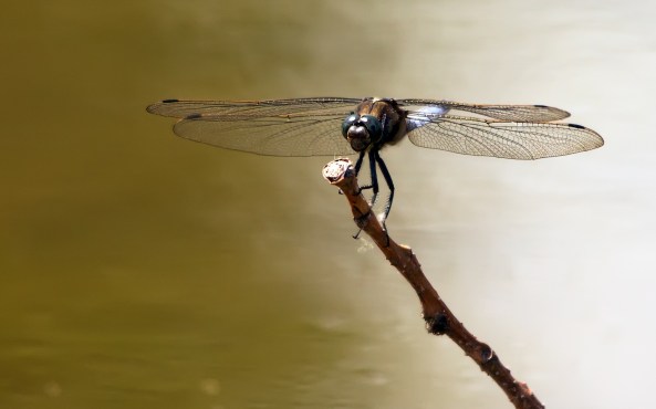 gewone oeverlibel denk ik