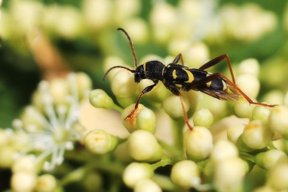 kleine wespenboktor 2 sf