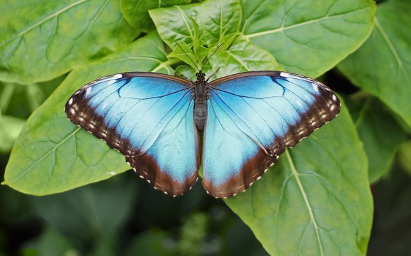 Morpho peleides