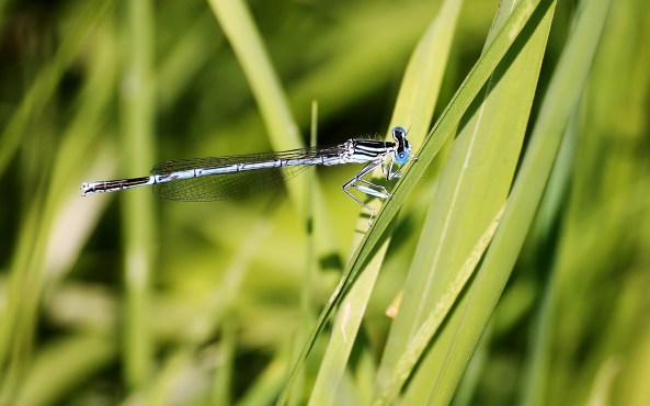 Blauwe breedscheenjuffer