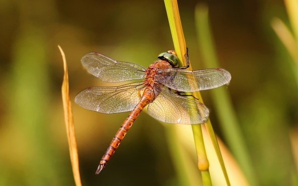 denk vroege glazenmaker bis