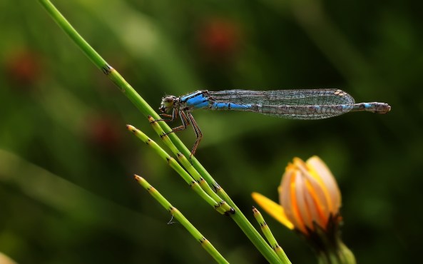 denk-watersnuffel-gold-diffusion
