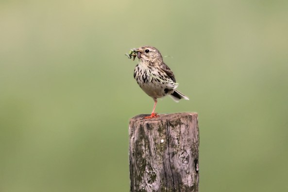 een hele snavel vol 2