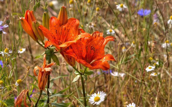 Roggelelie (Lilium bulbiferum ssp. croceum)