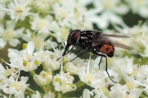 Graphomya maculata 2