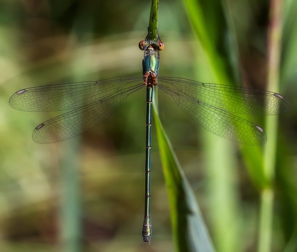 houtpantserjuffer c sf bis