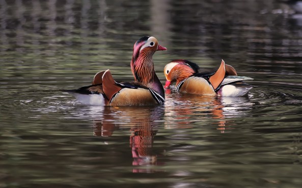 mandarijneenden scherper