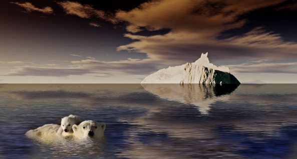 de laatste ijsbeer 3