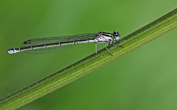 waarschijnlijk azuurwaterjuffer vrouwtje