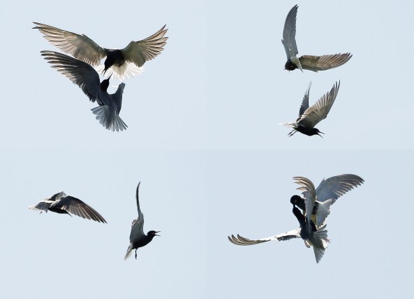 collage zwarte stern 3bis