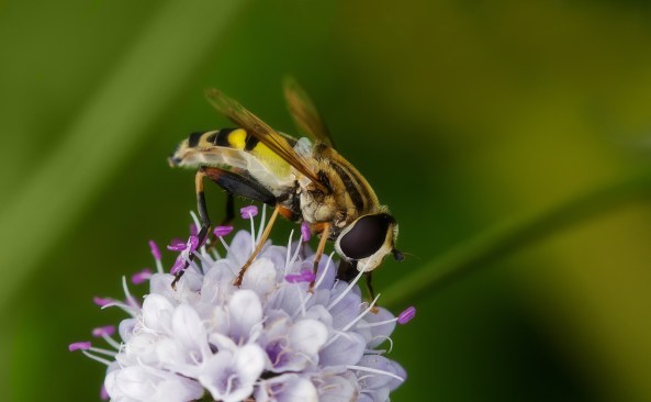 citroenpendelzweefvlieg
