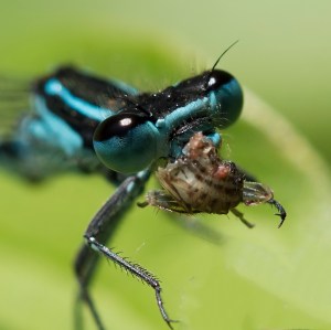 variabele waterjuffer