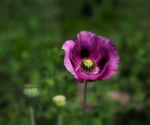 denk papaver somniferum