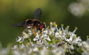 Geelbandwimperzweefvlieg