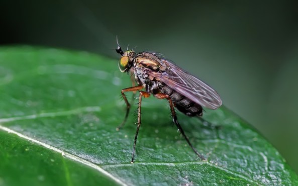 langpootvlieg (Dolichopus ungulatus)