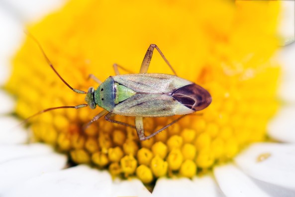 Calocoris norvegicus