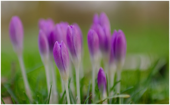 crocussen 2