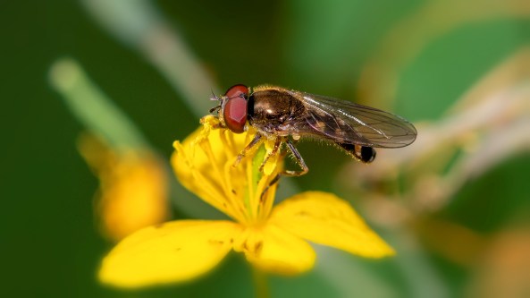 Beide zweefvliegen gefotografeerd in mijn tuin